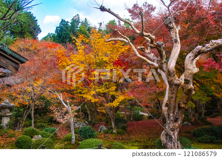 【京都風景】圓光寺－紅葉美得讓人窒息 121086579