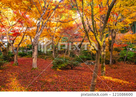 [Kyoto Scenery] Enkoji Temple - Breathtaking beauty of the spectacular autumn leaves 121086600