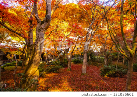 [Kyoto Scenery] Enkoji Temple - Breathtaking beauty of the spectacular autumn leaves 121086601