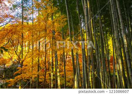 【京都風景】圓光寺-紅葉美得讓人窒息 【京都風景】圓光寺-紅葉美得讓人窒息 121086607