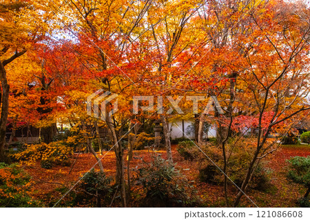 [Kyoto Scenery] Enkoji Temple - Breathtaking beauty of the spectacular autumn leaves 121086608