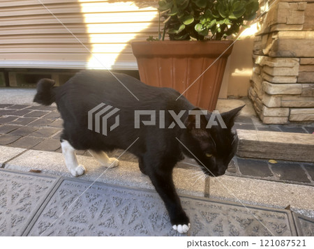 strets black cat near house in japan 121087521