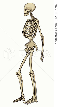 Human skeleton. Vector schematic drawing Human skeleton. Vector schematic drawing 121087782