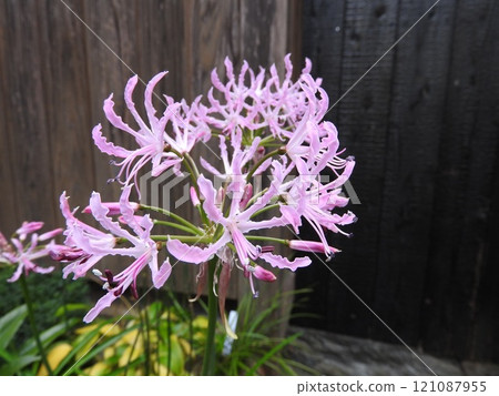 The "Diamond Lily" is a flower of the Amaryllidaceae family that blooms from autumn to winter. The "Diamond Lily" is a flower of the Amaryllidaceae family that blooms from autumn to winter. 121087955