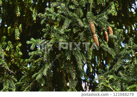 Fresh green saturated spruce branches fir with cones,needles 121088279