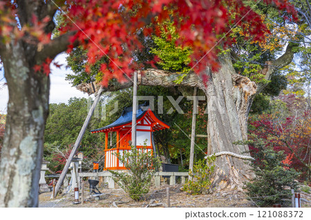 秋天的京都、大覺寺、天神神社和秋葉覆蓋的聖樹 121088372