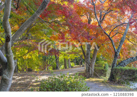 Autumn in Kyoto: Daikakuji Temple, Osawa Pond area surrounded by autumn leaves 121088398