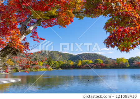 秋天的京都，大覺寺，秋葉覆蓋的大澤池舞台 121088410