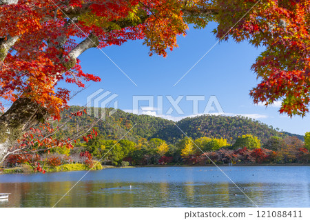 秋天的京都，大覺寺，秋葉覆蓋的大澤池舞台 121088411
