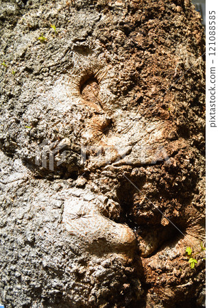 Brown old oak bark texture detail, background bark texture close up 121088585