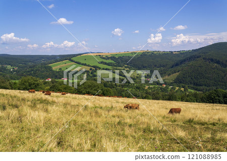 Beautiful summer landscape around Zitkova village, White Carpathians, Czech Republic Beautiful summer landscape around Zitkova village, White Carpathians, Czech Republic 121088985