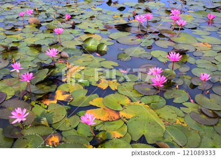 Water lilies in Udon Thani, Thailand 121089333
