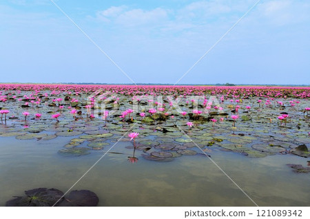 Water lilies in Udon Thani, Thailand 121089342