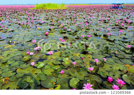 Water lilies in Udon Thani, Thailand 121089366