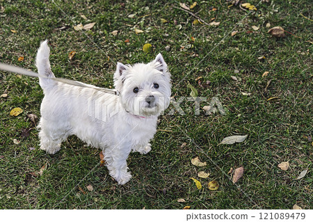 West Highland White Terrier Standing on Grass in Autumn Park on Leash, looking at camera 121089479