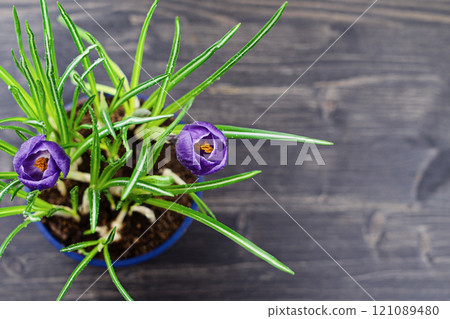 Overhead view of vibrant purple crocus flowers in blue planter on dark wooden background Overhead view of vibrant purple crocus flowers in blue planter on dark wooden background 121089480