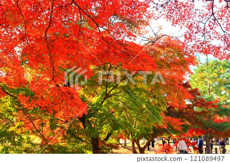奈良公園秋葉風景 121089497
