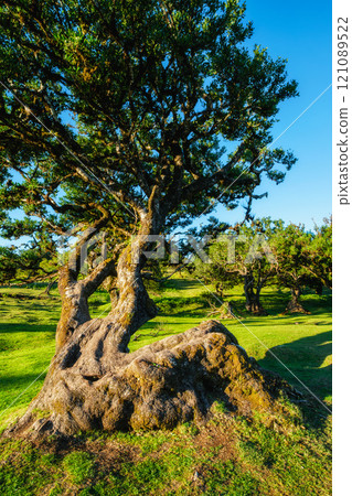 Fanal forest trees on Madeira island, Portugal Fanal forest trees on Madeira island, Portugal 121089522
