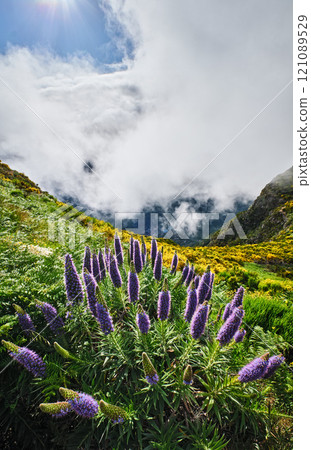Madeira landscape with Pride of Madeira flowers and blooming Cytisus shrubs, Portugal 121089529