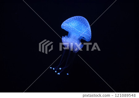 Tropical Jellyfish Phyllorhiza punctata white-spotted jellyfish underwater Tropical Jellyfish Phyllorhiza punctata white-spotted jellyfish underwater 121089548