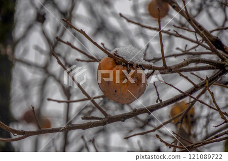 persimmon fruit kaki tree under the snow 121089722