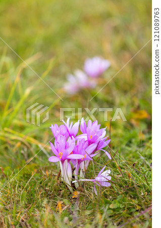 Pink autumn crocus or meadow saffron, apls 121089763