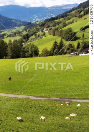 sheep eating grass on a green pasture sheep eating grass on a green pasture 121089766