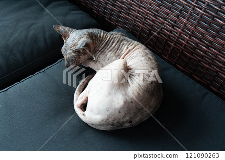 The cat is curled up on a black pillow. The cat is curled up on a black pillow. 121090263