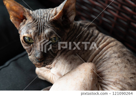 The cat's muzzle looks at the camera in close-up. An intelligent look as if it wants to say something. 121090264