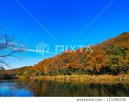 純齋池的秋色森林與藍天 121090298