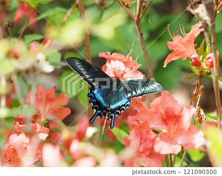A male (spring type) of the Japanese crow swallowtail butterfly drinking nectar from azalea A male (spring type) of the Japanese crow swallowtail butterfly drinking nectar from azalea 121090300
