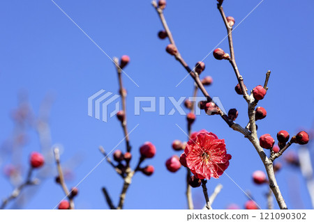 A refreshing flower scene with red plum blossoms on a clear winter day A refreshing flower scene with red plum blossoms on a clear winter day 121090302