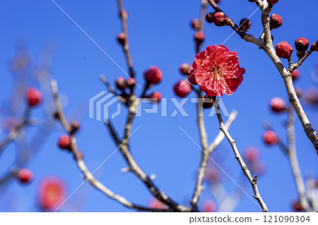 A refreshing flower scene of red plum blossoms on a clear winter day - 3 A refreshing flower scene of red plum blossoms on a clear winter day - 3 121090304