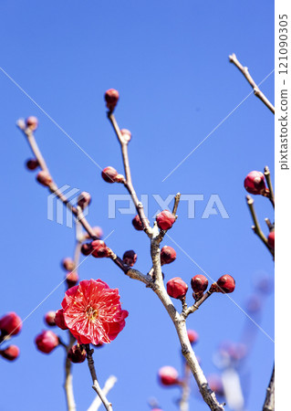 A refreshing flower scene of red plum blossoms on a clear winter day - 4 A refreshing flower scene of red plum blossoms on a clear winter day - 4 121090305