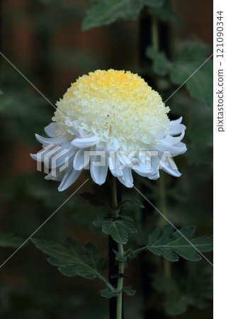 江戶菊，菊花，觀賞花卉 121090344