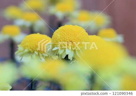 Edo chrysanthemum, chrysanthemum flower, ornamental flower 121090346