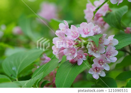 Taniugi's flower 121090531