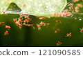 Super macro photo Red Spider Mite infestation on green vegetable. Insect concept. 121090585