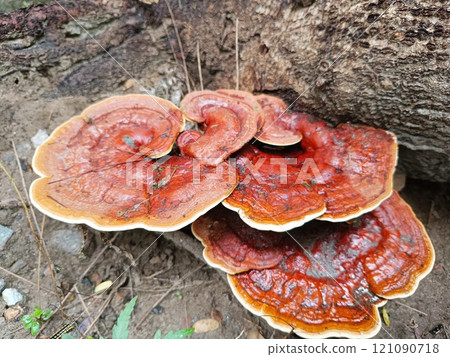 Big tree mushroom image with selective focus 121090718