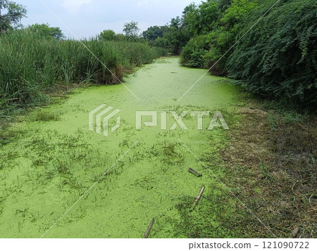 A picture of green elgee river water 121090722
