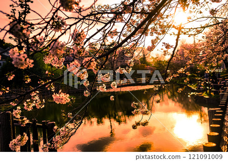 Cherry blossoms at Shirahataike Park 121091009