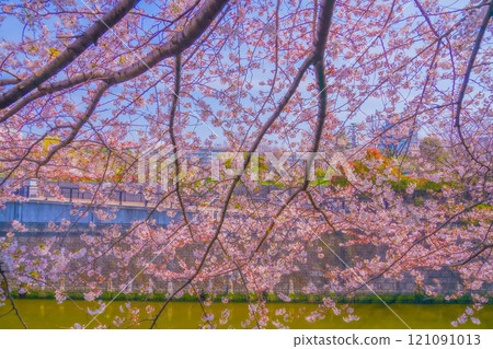 Cherry blossoms and river scenery Cherry blossoms and river scenery 121091013