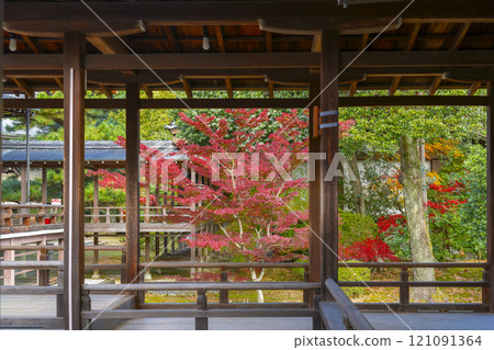 Autumn in Kyoto: Daikakuji Temple, Hall area, Autumn leaves seen from the corridor 121091364
