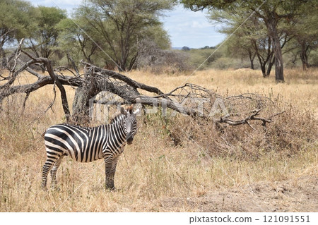 Tanzania's wildlife 121091551