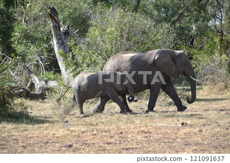 African wildlife African wildlife 121091637