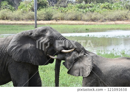 African wildlife 121091638