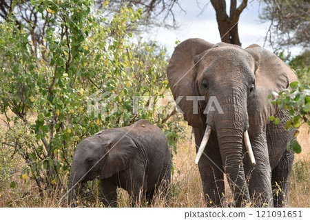 African wildlife African wildlife 121091651