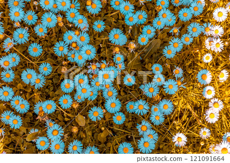 daisies flowers in a garden at spring in France daisies flowers in a garden at spring in France 121091664