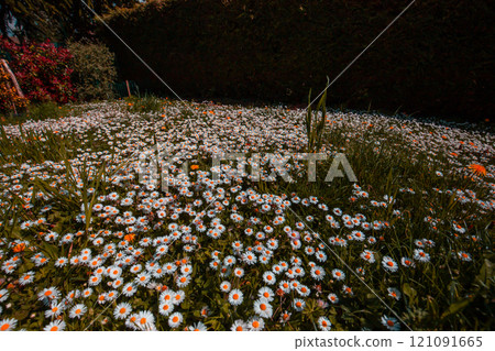 daisies flowers in a garden at spring in France daisies flowers in a garden at spring in France 121091665
