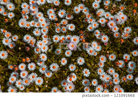 daisies flowers in a garden at spring in France daisies flowers in a garden at spring in France 121091668